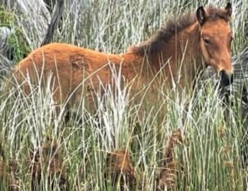 Hard to see but there is a foal in the underbrush. Hard to see but there is a foal in the underbrush.