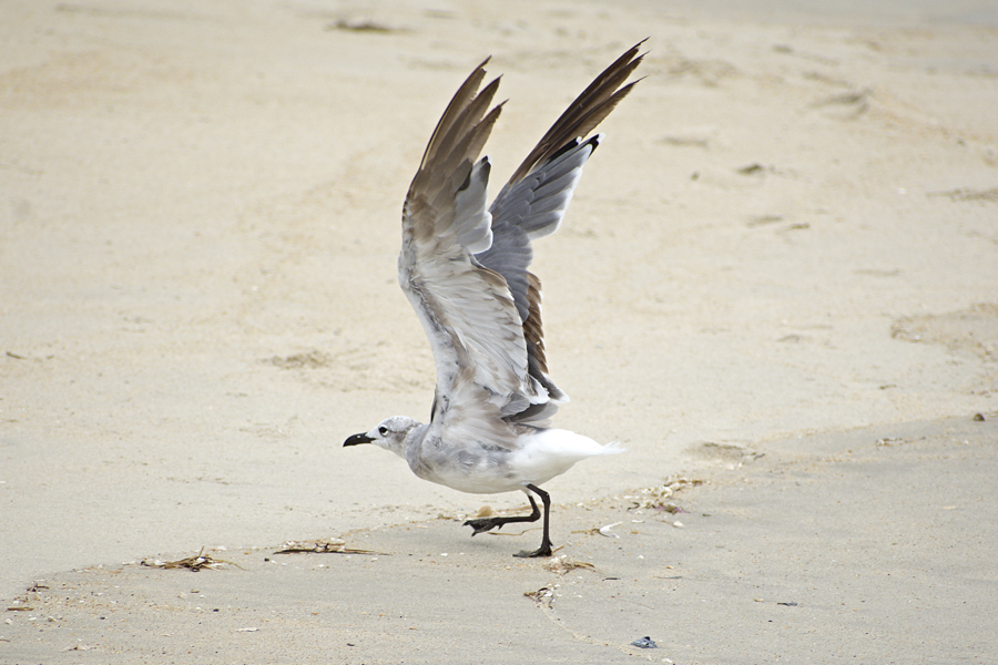 Laughing gulls are common summertime gulls. This gull is probably in its second summer judging by its color. Laughing gulls are common summertime gulls. This gull is probably in its second summer judging by its color.