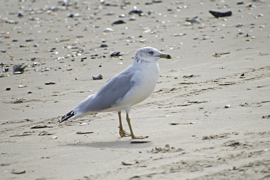 Ring-billed gulls are easily identified by the ring on their bill. Ring-billed gulls are easily identified by the ring on their bill.