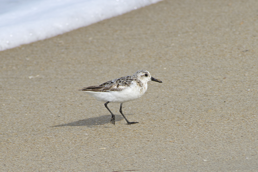 Sanderlings are quick on their feet as they feed at the edge of the surf. Sanderlings are quick on their feet as they feed at the edge of the surf.