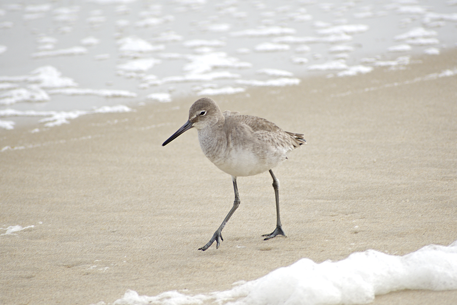 Long-legged Willets run from danger but rarely fly. Long-legged Willets run from danger but rarely fly.
